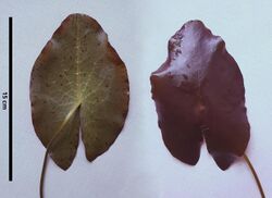 Nymphaea cf. gardneriana Planch. floating leaf.jpg