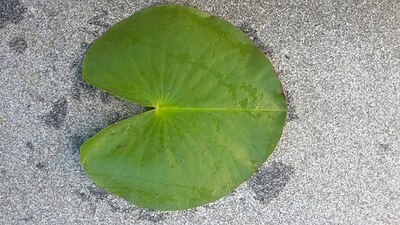 Adaxial leaf surface of Nymphaea odorata subsp. tuberosa