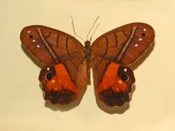 Nymphalidae - Pierella helvina.JPG