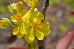 Ochna obtusata - Flowers.JPG