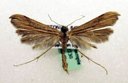 Oidaematophorus vafradactylus2.JPG