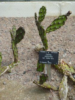 Opuntia anacantha var. kiska-loro (Cactaceae).JPG