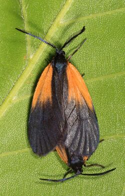 Orange-patched Smoky Moth - Pyromorpha dimidiata, Prince William Forest Park, Triangle, Virginia (24866537787).jpg