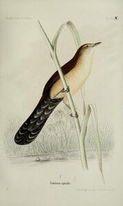 Ornithologie Nordost-Afrika's - der Nilquellen- und Küsten Gebiete des Rothen Meeres und des nördlichen Somal-Landes (1869) (14566057207).jpg