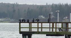 Pelagic cormorants.jpg
