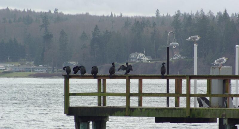 File:Pelagic cormorants.jpg