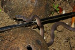 Philippine Shrub Snake (Oxyrhabdium modestum)4.jpg