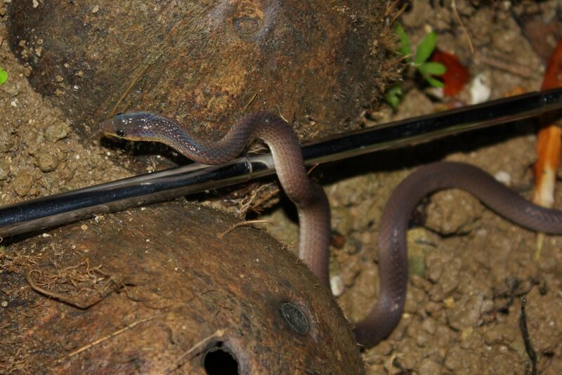 File:Philippine Shrub Snake (Oxyrhabdium modestum)4.jpg