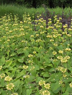 Phlomis russeliana001.jpg