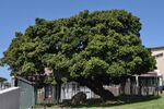 Photo 5 Treaty Tree. Cnr Treaty and Spring St, Woodstock. Cape Town..JPG
