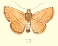 Pl.5-17-Striglina strigosa (Moore, 1882) (Sonagara).JPG