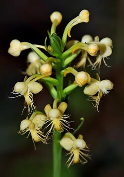 Platanthera pallida - cropped-1.jpg