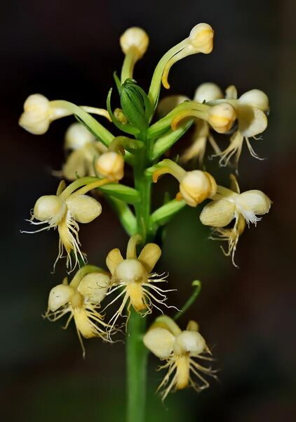 File:Platanthera pallida - cropped-1.jpg