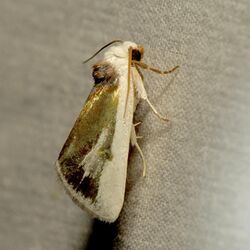 Poetry Moth (37893139541).jpg