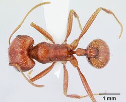 Pogonomyrmex anzensis casent0179510 dorsal 1.jpg