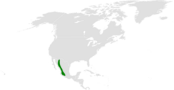 Progne sinaloae distribution map.png