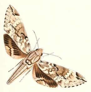 Psilogramma lifuense 1894.jpg