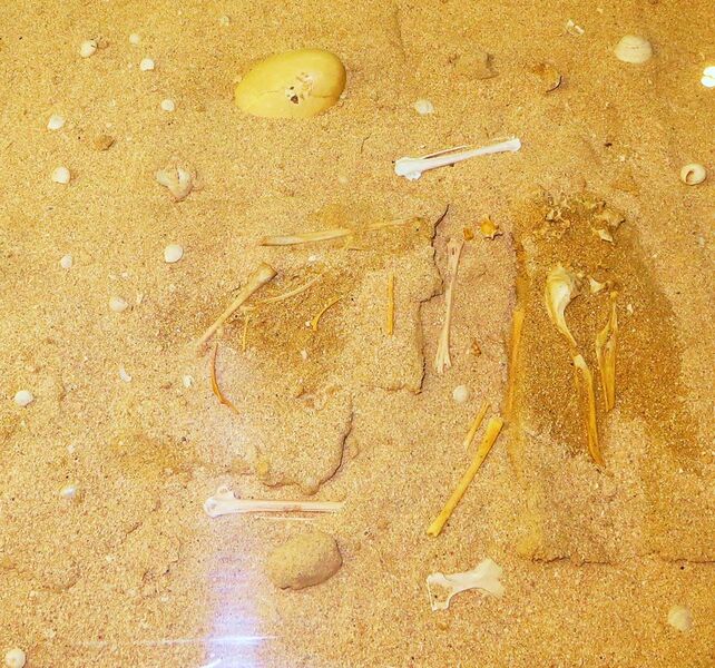 File:Puffinus holeae fossils.JPG