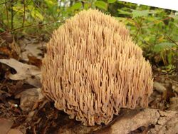 Ramaria stricta 171867.jpg