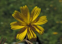 Rhagadiolus stellatus flower.jpg