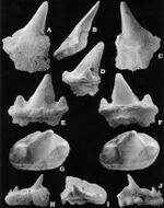 Rya Formation shark teeth - Hexanchidae indet. (A-C), Agaleus dorsetensis (D-G) and Paraorthacodus sp. (H-I).jpg