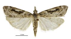 Scoparia s.l. falsa male.jpg