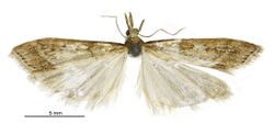 Scoparia s.l. turneri male.jpg