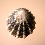 Scurria ceciliana ceciliana 002.jpg