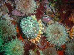 Small basket star and sea urchins at Kanobi's Reef DSC11236.JPG