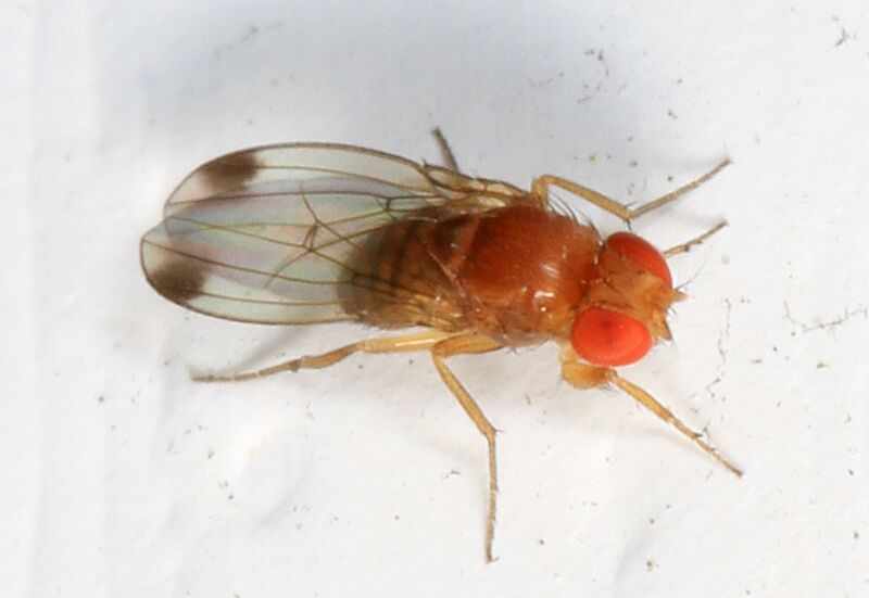 File:Spotted-winged Drosophila, Drosophila suzukii, Woodbridge, Virginia.jpg