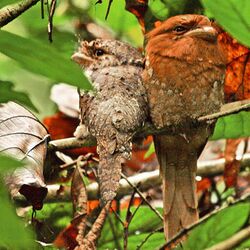 SriLankaFrogmouths.jpg