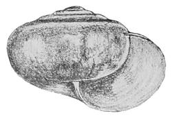 Staffordia staffordi shell.png
