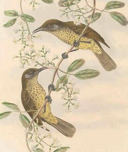 Stigmatops squamata - The Birds of New Guinea (cropped).jpg