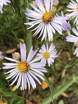 Symphyotrichum lanceolatum flower (16).jpg