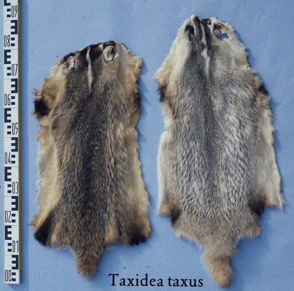 File:Taxidea taxus (American badger) fur skin.jpg