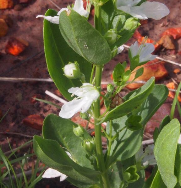 File:Teucrium integrifolium flower.jpg