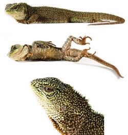 Three-new-species-of-woodlizards-(Hoplocercinae-Enyalioides)-from-northwestern-South-America-zookeys-494-107-g005.jpg