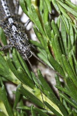 Timema sp. - walking stick insect.jpg