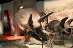 Triceratops. (7532870752).jpg
