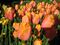 Tulipa Dordogne.jpg
