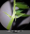 Vicia tenuifolia sl15.jpg