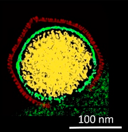 Viruses-12-00020-g001 (E) PBCV-1.png