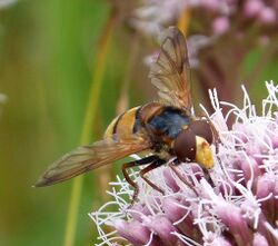 Volucella inanis - Flickr - gailhampshire (6).jpg