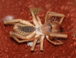 WINDSCORPION, sp (Eremobates sp) (8-9-11) 78 circulo montana, nogales, scc, az -01 (6029639683).jpg