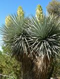 Yucca rigida 1.jpg