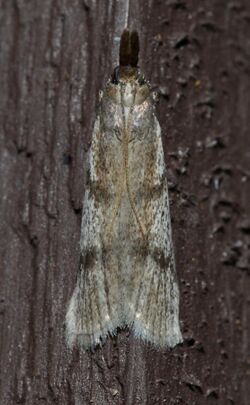 - 6042 – Peoria longipalpella – Long-palps Peoria Moth (14935898367).jpg