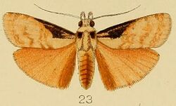 023-Polylophota barbarossa Hampson, 1906.JPG
