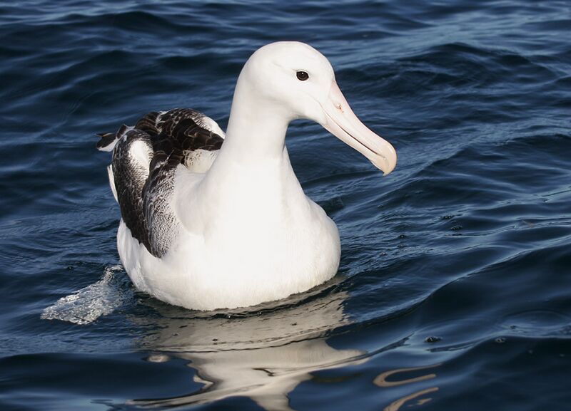 File:070226 southern royal albatross off Kaikoura 2.jpg
