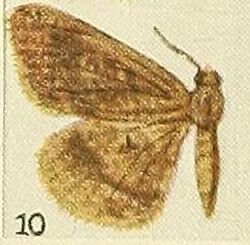 10-Fulvaria striata Fawcett, 1916.JPG