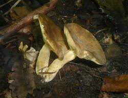 2012-10-09 Lactarius azonites (Bull.) Fr 270575.jpg